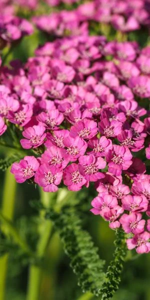 ACHILLEA 'Gloria Jean'