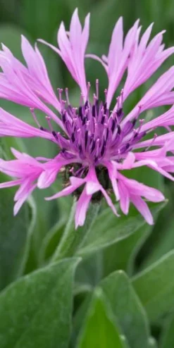 CENTAUREA Montana 'Joyce'