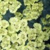 ACHILLEA 'Anthea' PBR