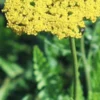ACHILLEA Filipendulina 'Cloth Of Gold'