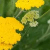 ACHILLEA 'Sunbeam'