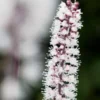 ACTAEA Simplex (Atropurpurea Group) 'James Compton'