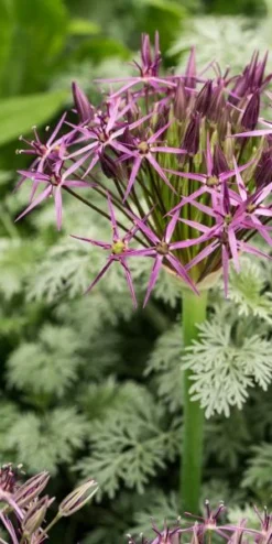 ALLIUM Cristophii