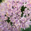 ALLIUM Senescens Subsp. Glaucum