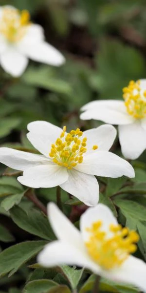 ANEMONE Nemorosa - Image 2