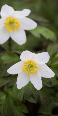 ANEMONE Nemorosa
