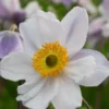 ANEMONE 'Ruffled Swan' PBR