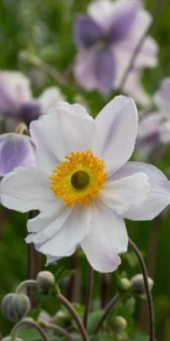 ANEMONE 'Ruffled Swan' PBR