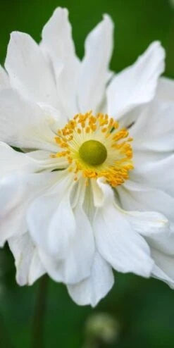 ANEMONE X Hybrida 'Whirlwind'