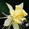 AQUILEGIA Longissima