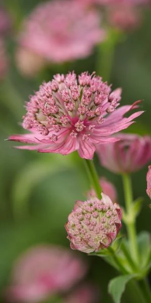 ASTRANTIA Major 'Pink Pride' - Image 2
