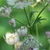 ASTRANTIA Major