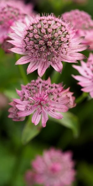 ASTRANTIA Major 'Pink Pride'