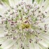 ASTRANTIA 'Superstar' PBR