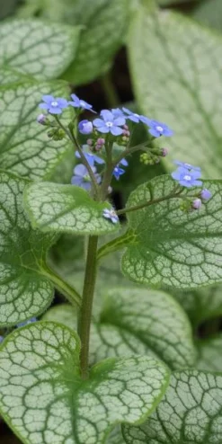 BRUNNERA Macrophylla 'Alexanders Great' PBR