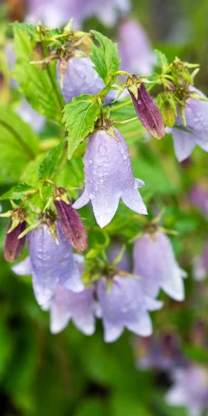 CAMPANULA 'Paul Furse' - Image 2