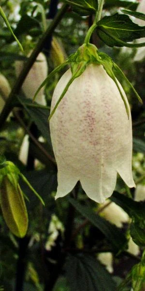 CAMPANULA Takesimana 'White Giant'
