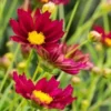 COREOPSIS 'Mercury Rising' (Big Bang Series) PBR