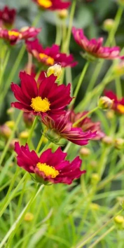 COREOPSIS 'Mercury Rising' (Big Bang Series) PBR