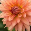 DAHLIA 'Shandy'