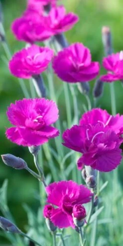 DIANTHUS 'Warden Hybrid'