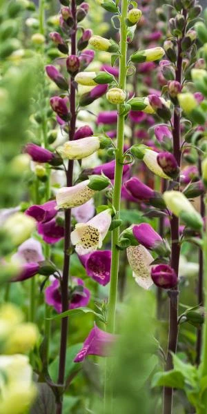 DIGITALIS Purpurea 'Camelot Series' - Image 2