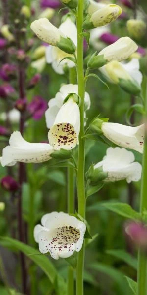 DIGITALIS Purpurea 'Camelot Series' - Image 3