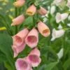 DIGITALIS Purpurea 'Sutton's Apricot'