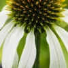 ECHINACEA Purpurea 'Avalanche' (Butterfly Series) PBR