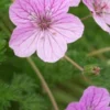 ERODIUM 'County Park'