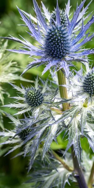 ERYNGIUM X Zabelii 'Jos Eijking' - Image 2