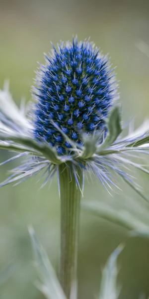 ERYNGIUM X Zabelii 'Jos Eijking'