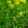 EUPHORBIA Palustris