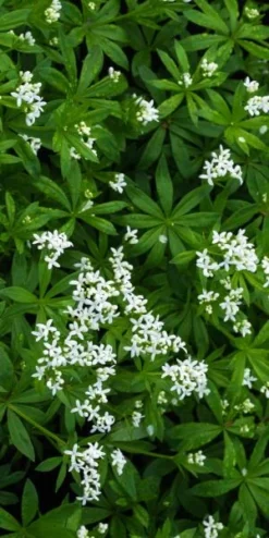 GALIUM Odoratum