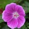 GERANIUM 'Elke'