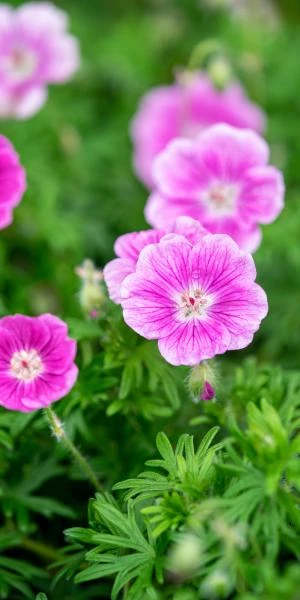 GERANIUM 'Elke' - Image 2