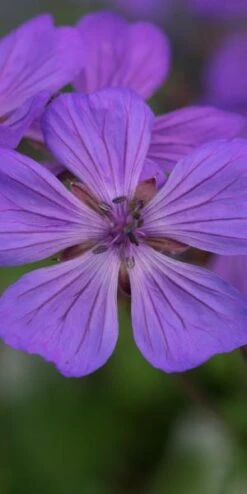 GERANIUM Malviflorum