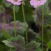 GERANIUM X Oxonianum 'Walter's Gift'