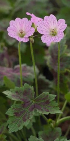 GERANIUM X Oxonianum 'Walter's Gift'
