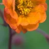 GEUM 'Hannay's