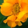 GEUM 'Mandarin'
