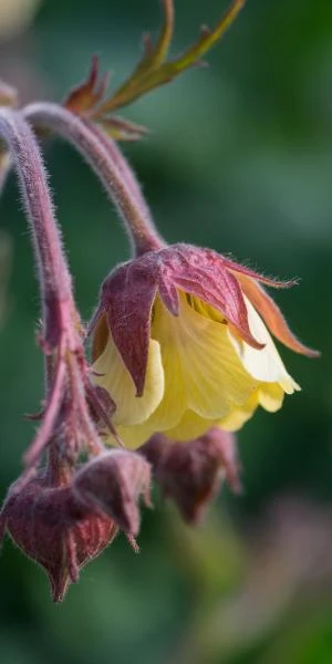 GEUM Rivale 'Cream Drop'