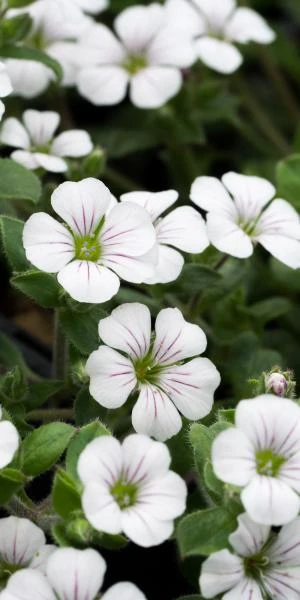 ACANTHOPHYLLUM Cerastioides 'Border Belle'
