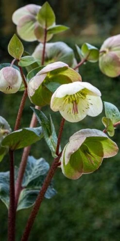 HELLEBORUS (Rodney Davey Marbled Group) Moondance