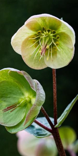 HELLEBORUS (Rodney Davey Marbled Group) Moondance - Image 2