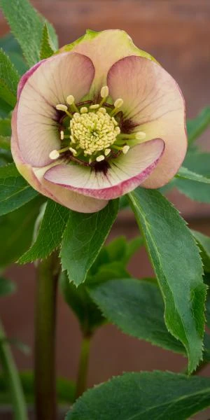 HELLEBORUS Orientalis 'Magic Apricot' (Magic Collection) - Image 2