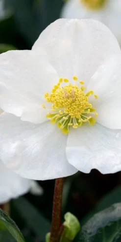 HELLEBORUS Niger 'Winterfall'