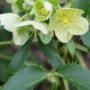 HELLEBORUS Argutifolius