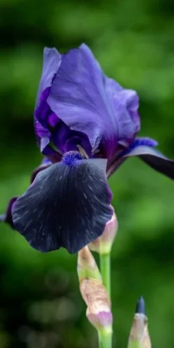 IRIS 'Deep Black' (TB)
