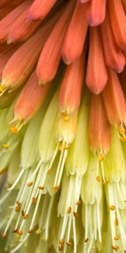 KNIPHOFIA Caulescens